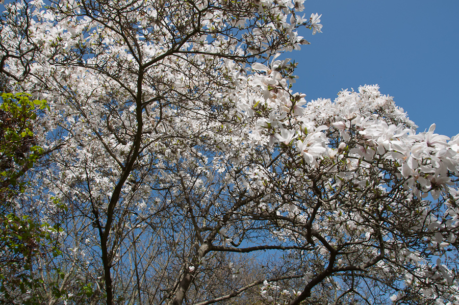 Berlin, Botanischer Garten...