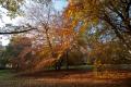 Berlin, Herbstimpression im Tiergarten...