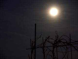 Mond