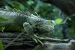 Aquarium Berlin
