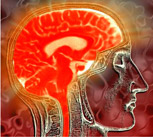 inside a brain