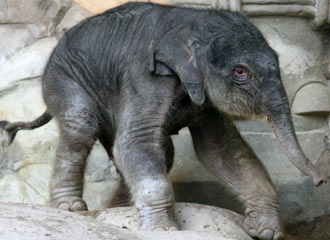 Elefantenbaby